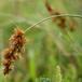 Sand-Star (Carex arenaria)