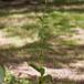 Vellugtende Aftenstjerne (Hesperis matronalis)