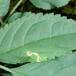 Liriomyza amoena (Liriomyza amoena)