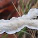 Læder-Åresvamp (Meruliopsis corium)