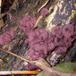 Stor Sejskive (Ascocoryne cylichnium)