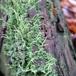 Træfods-Bægerlav (Cladonia coniocraea)