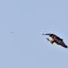 Lærkefalk (Falco subbuteo)