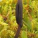 Småskællet Jordtunge (Geoglossum fallax)