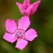 Bakke-Nellike (Dianthus deltoides)