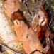 Laksefarvet Voksskind (Peniophora incarnata)
