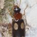 Fireplettet Barkløber (Dromius quadrimaculatus)