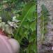 Vag Vejmælkebøtte (Taraxacum vanum)
