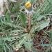 Støvet Vejmælkebøtte (Taraxacum pulverulentum)
