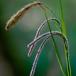 Kæmpe-Star (Carex pendula)