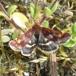 Pyrausta porphyralis (Pyrausta porphyralis)