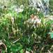 Skov-Jomfruhår (Polytrichum formosum )
