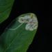 Phytoliriomyza variegata (Phytoliriomyza variegata)