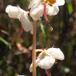 Klit-Vintergrøn (Pyrola rotundifolia ssp. maritima)