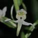 Skov-Gøgelilje (Platanthera chlorantha)