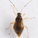 Bleg Bregnetæge (Bryocoris pteridis)
