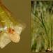 Sortgrøn Brasenføde (Isoetes lacustris)
