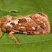 Ørnebregnerodæder (Korscheltellus fusconebulosa)