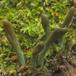 Grågrøn Farvetunge (Microglossum griseoviride)
