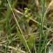 Mygblomst (Liparis loeselii)