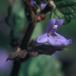 Korsknap (Glechoma hederacea)