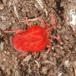 Rød Jordmide (Trombidium holosericeum)