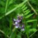 Almindelig Gærde-Vikke (Vicia sepium var. sepium)