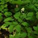 Druemunke (Actaea spicata)