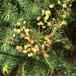 Cypres-Vortemælk (Euphorbia cyparissias)