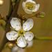 Mirabel (Prunus cerasifera)