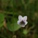 Eng-Viol (Viola palustris)
