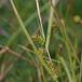 Skede-Star (Carex hostiana)
