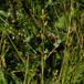 Akselblomstret Star (Carex remota)