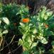 Have-Morgenfrue (Calendula officinalis)