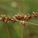 Spidskapslet Star (Carex spicata)