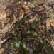 Mahonie (Mahonia aquifolium)