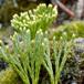 Cypres-Ulvefod (Lycopodium tristachyum)
