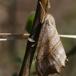 Tandet Seglvinge (Falcaria lacertinaria)
