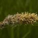 Toradet Star (Carex disticha)