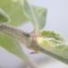 Aftenpragtstjernebladlus (Brachycaudus lychnidis)