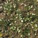 Storblomstret Vandranunkel (Ranunculus peltatus ssp. peltatus)