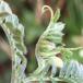 Dasineura spadicea (Dasineura spadicea)