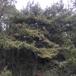Almindelig Skov-Fyr (Pinus sylvestris ssp. sylvestris)