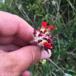Rød Rundbælg (Anthyllis vulneraria ssp. vulneraria var. coccinea)