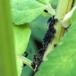 Sort Skvalderkålbladlus (Aphis podagrariae)