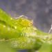 Ferskenbladlus (Myzus persicae)