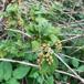 Vild Ribs (Ribes spicatum)