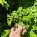 Skov-Æble (Malus sylvestris)