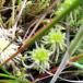 Udspærret Tørvemos (Sphagnum squarrosum)