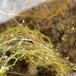 Liden Blærerod (Utricularia minor)